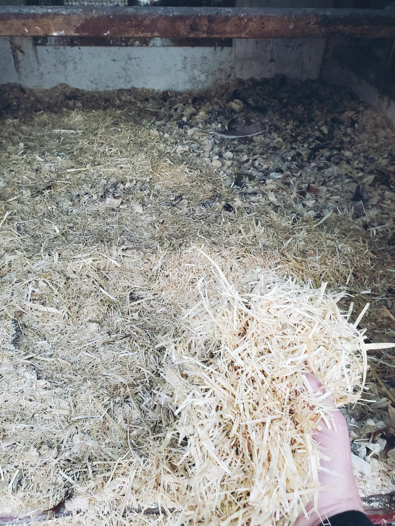 How To Use Deep Litter In The Chicken Coop The Ealy Homestead