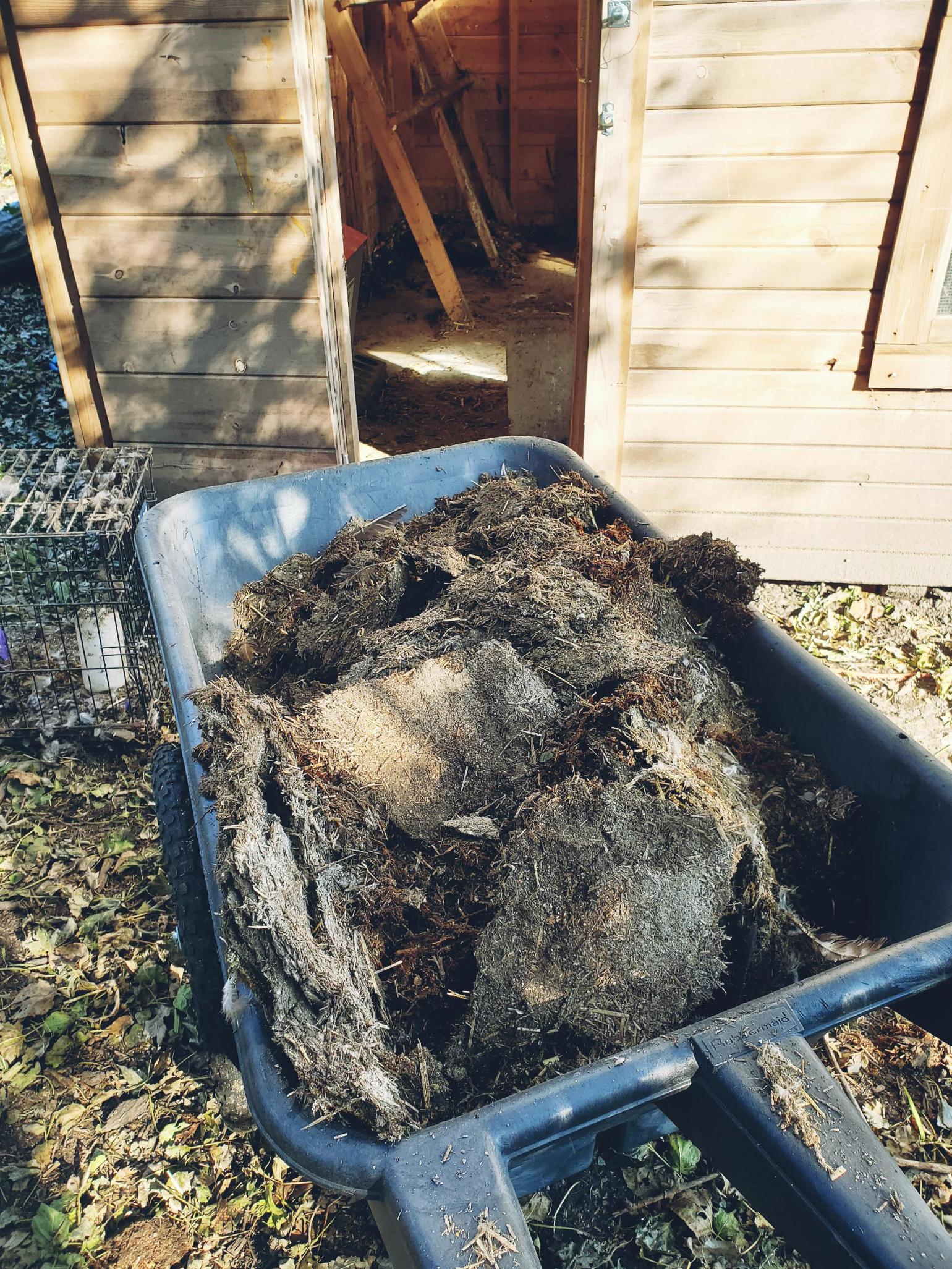How To Use Deep Litter In The Chicken Coop The Ealy Homestead